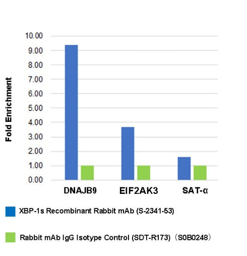 XBP-1s Recombinant Rabbit mAb (S-2341-53)