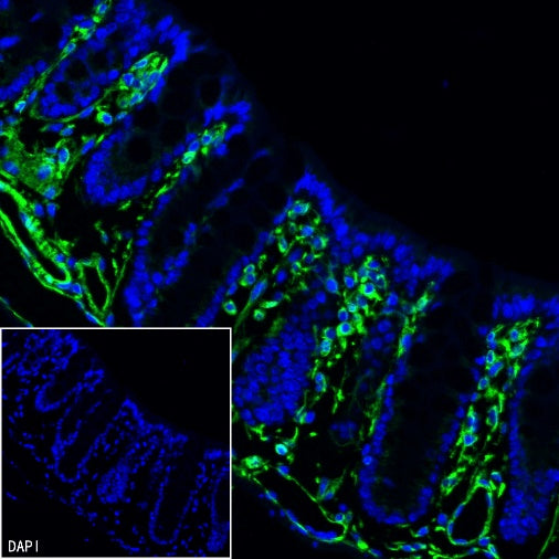 Vimentin Recombinant Rabbit mAb (Alexa Fluor® 488 Conjugate) (S-029-20)