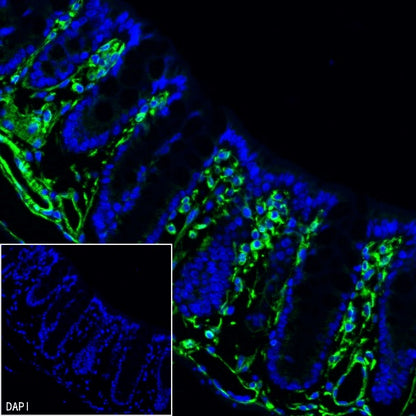 Vimentin Recombinant Rabbit mAb (Alexa Fluor® 488 Conjugate) (S-029-20)