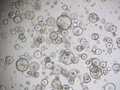Gastric Organoid Culture Medium, Mouse