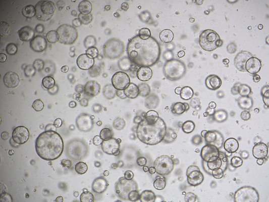 Gastric Organoid Culture Medium, Mouse