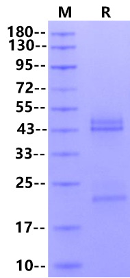 IL-23 Protein, Mouse