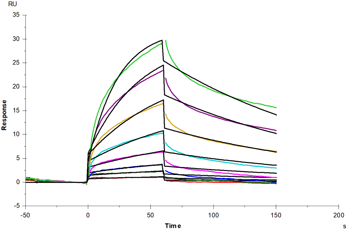 Fas/TNFRSF6/CD95 Fc Chimera Protein, Mouse