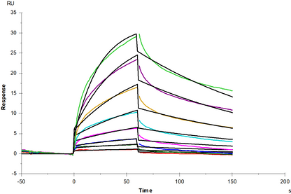 Fas/TNFRSF6/CD95 Fc Chimera Protein, Mouse