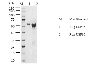 USP36 Protein