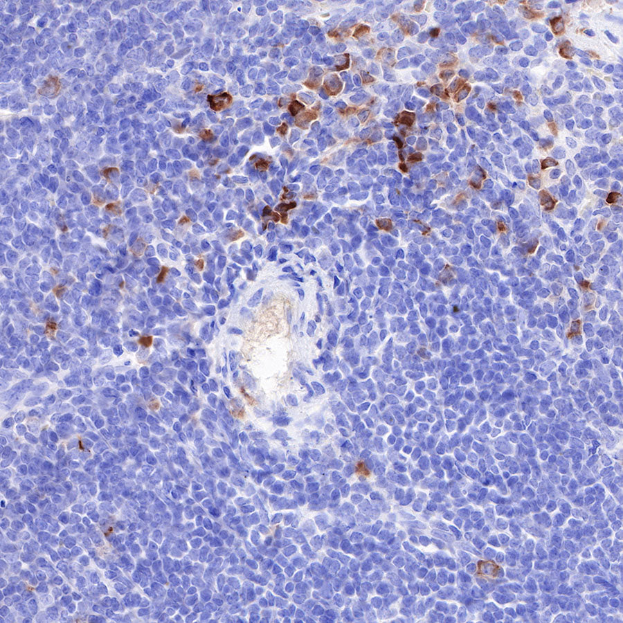 CD163 Recombinant Rabbit mAb,PBS Only (SDT-327-58)