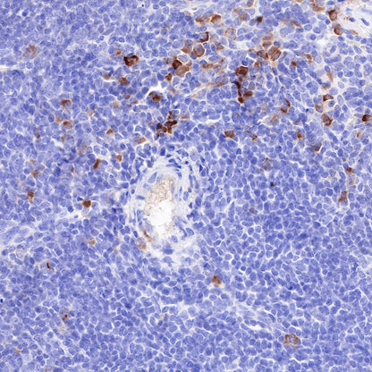 CD163 Recombinant Rabbit mAb,PBS Only (SDT-327-58)