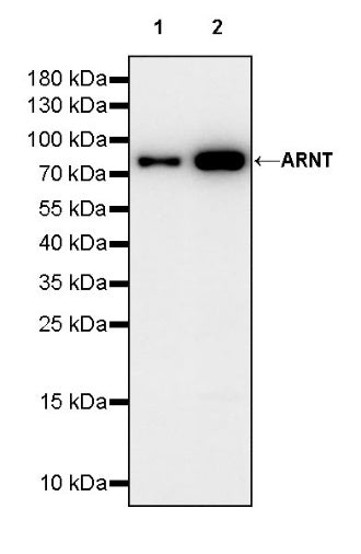 ARNT Recombinant Rabbit mAb (S-2263-43)