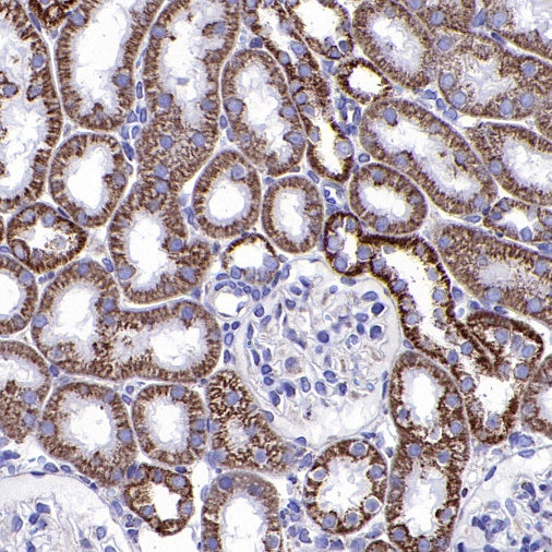 COX IV Rabbit polyclonal antibody