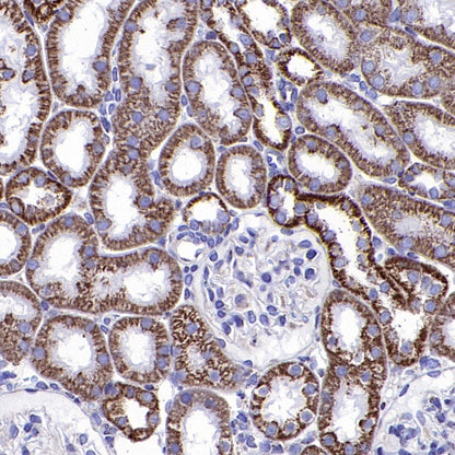 COX IV Rabbit polyclonal antibody