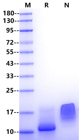 CCL1/I-309 Protein, Human