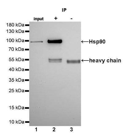 Hsp90 beta Recombinant Rabbit mAb (SDT-R033)