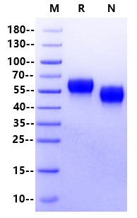 CD46 His Tag Protein, Human