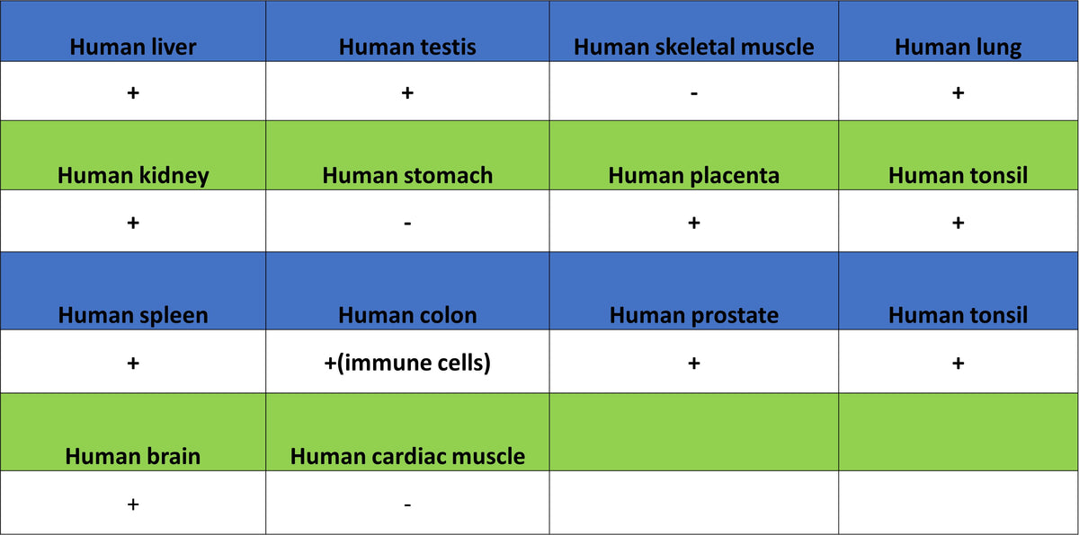 CD64 Recombinant Mouse mAb (S-5504)