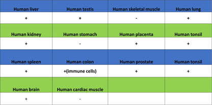 CD64 Recombinant Mouse mAb (S-5504)