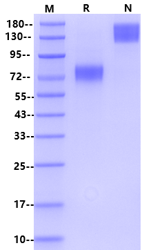 B7-1/CD80 Fc Chimera Protein, Mouse