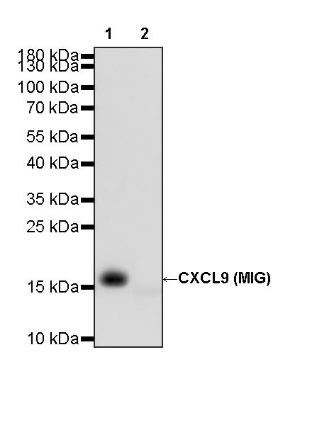 Invivo anti-Mouse CXCL9 (MIG) Recombinant mAb
