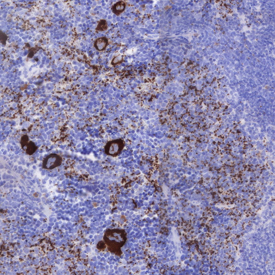 CD42b Recombinant Rabbit mAb (SDT-R147)