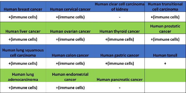 LILRB4 Recombinant Rabbit mAb (S-2504-22)