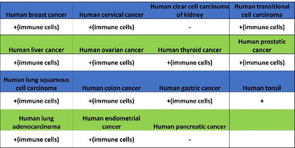 LILRB4 Recombinant Rabbit mAb (S-2504-22)