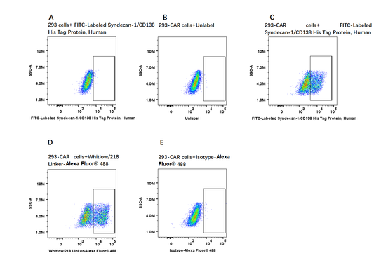 FITC-Labeled Syndecan-1/CD138 His Tag Protein, Human