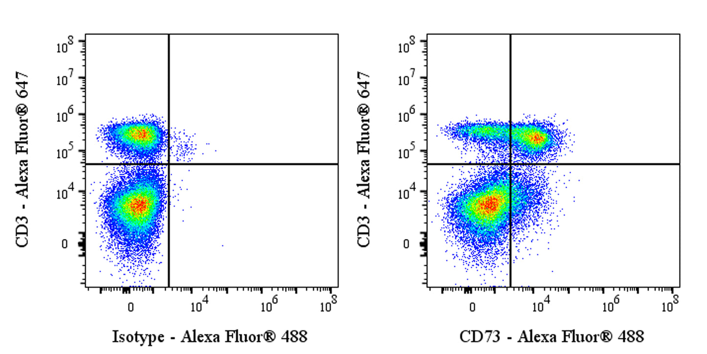 Alexa Fluor® 488 Rat Anti-Mouse CD73 Antibody (S-R636)