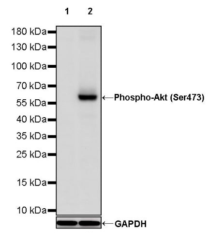 Phospho-Akt (Ser473) Recombinant Rabbit mAb (S-763-7)