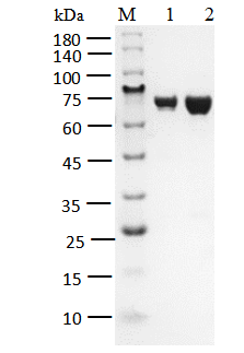 FGFR3[V555L] Protein