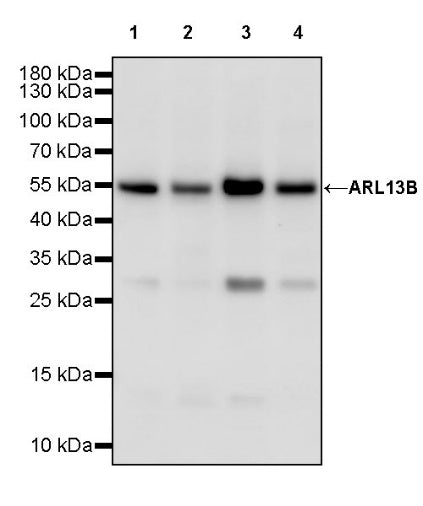 ARL13B Recombinant Rabbit mAb (S-2113-11)