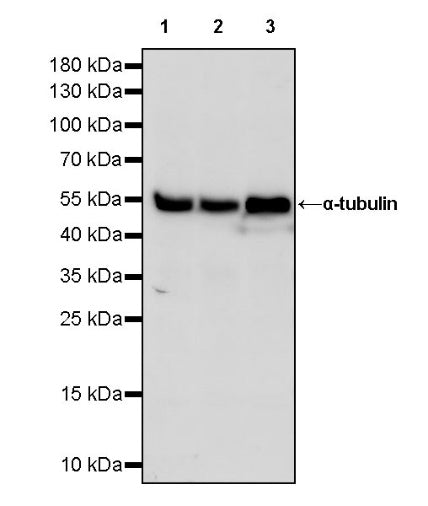 α-tubulin Recombinant Mouse mAb (HRP Conjugate) (S-364-23HL)