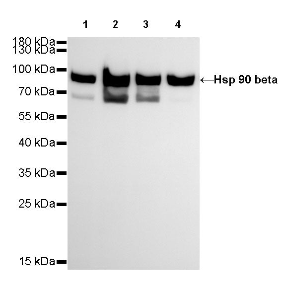 Hsp90 beta Recombinant Rabbit mAb (SDT-R033)
