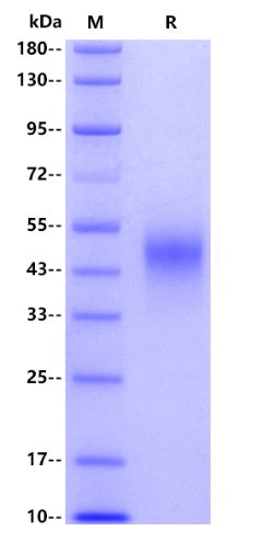Mouse OX40L receptor, His tag