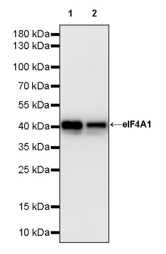 elF4A1 Rabbit Polyclonal Antibody