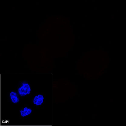 CD3 epsilon Recombinant Rabbit mAb (Alexa Fluor® 594 Conjugate) (S-241-49)