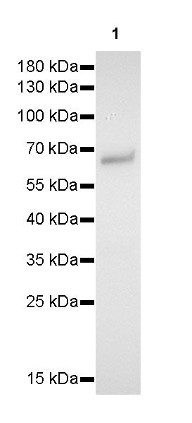 SMAD4 Recombinant Rabbit mAb (SDT-168-67)