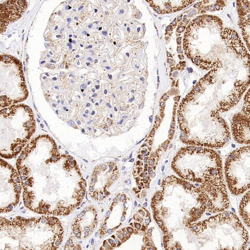 FDX1 Recombinant Rabbit mAb (S-3587-58)