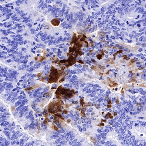 IDO1/Indoleamine 2,3-dioxygenase Recombinant Rabbit mAb (S-R225)