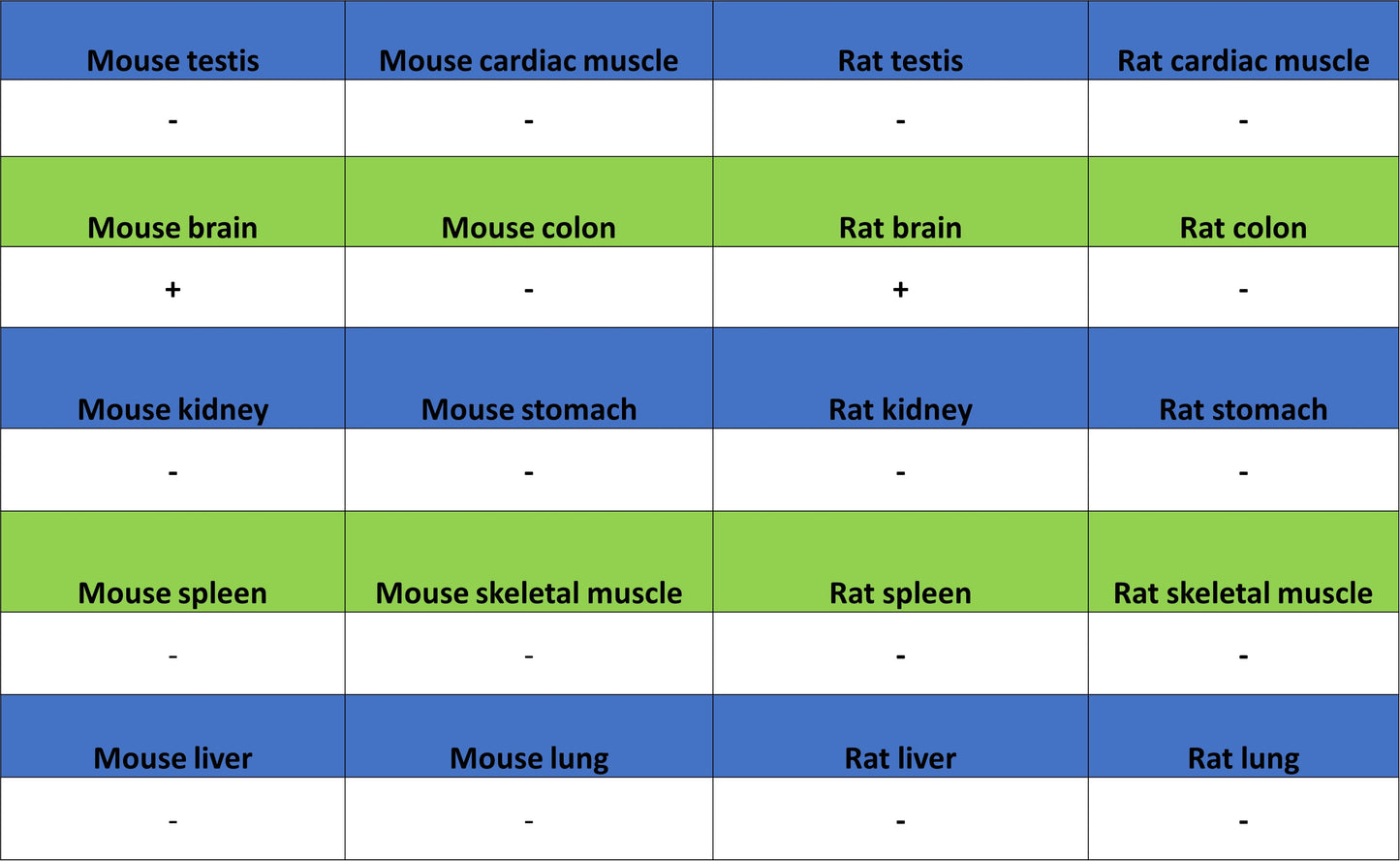 KCNA2 Recombinant Rabbit mAb (S-3939-53)
