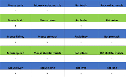 KCNA2 Recombinant Rabbit mAb (S-3939-53)