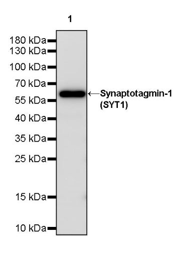 Synaptotagmin-1 (SYT1) Recombinant Rabbit mAb (S-2226-76)