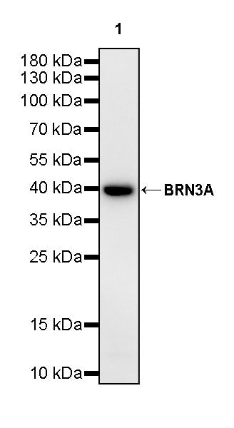 BRN3A Recombinant Rabbit mAb (S-3253-25)