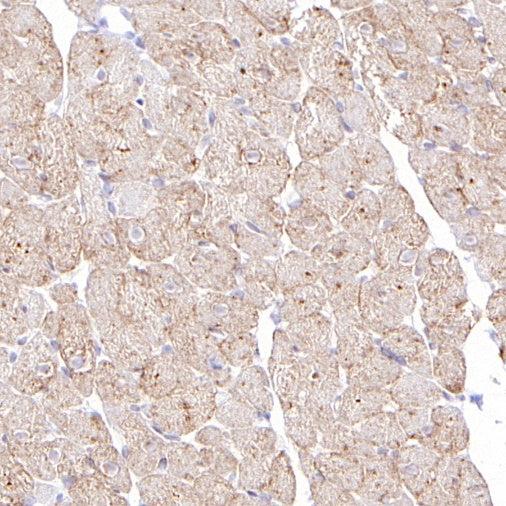 GLUT4 Recombinant Rabbit mAb (S-584-50)