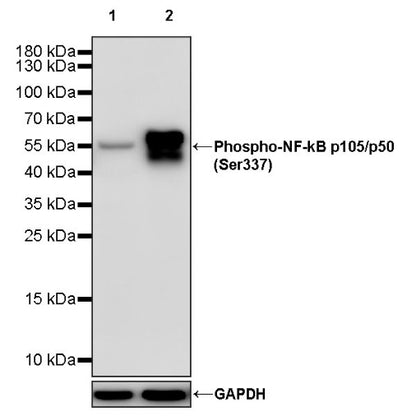 Phospho-NF-kB p105/p50 (Ser337) Recombinant Rabbit mAb (S-1127-19)