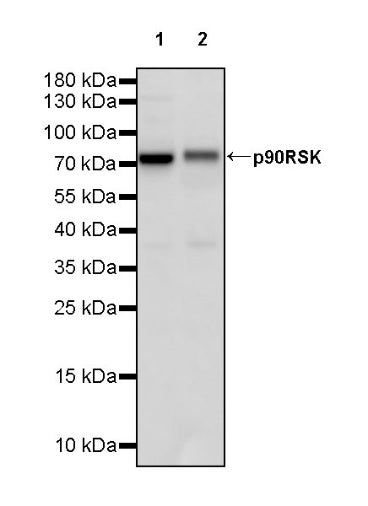 p90RSK Rabbit polyclonal antibody