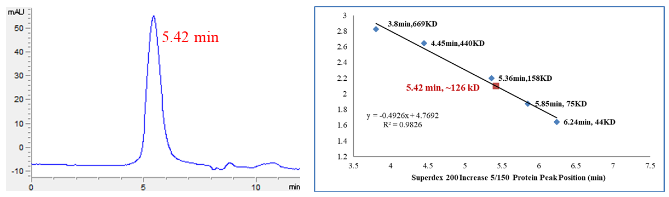 CDK2/Cyclin A2 Protein