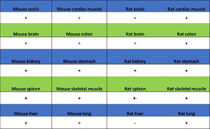 Cortactin Recombinant Rabbit mAb (S-1303-10)