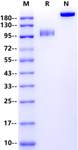 Siglec-10 mFc Chimera Protein, Human