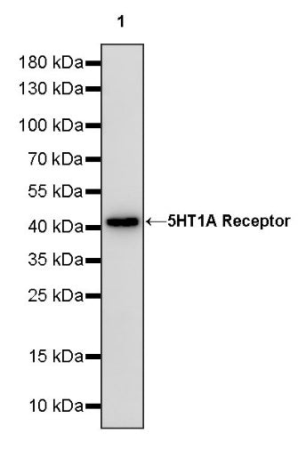 5HT1A Receptor Rabbit Polyclonal Antibody