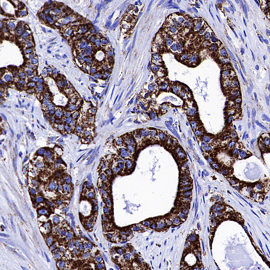 COXIV Recombinant Rabbit mAb (S-5358)