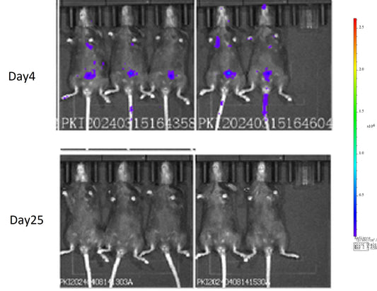 Invivo anti-mouse PD-1 Recombinant mAb (D265A)